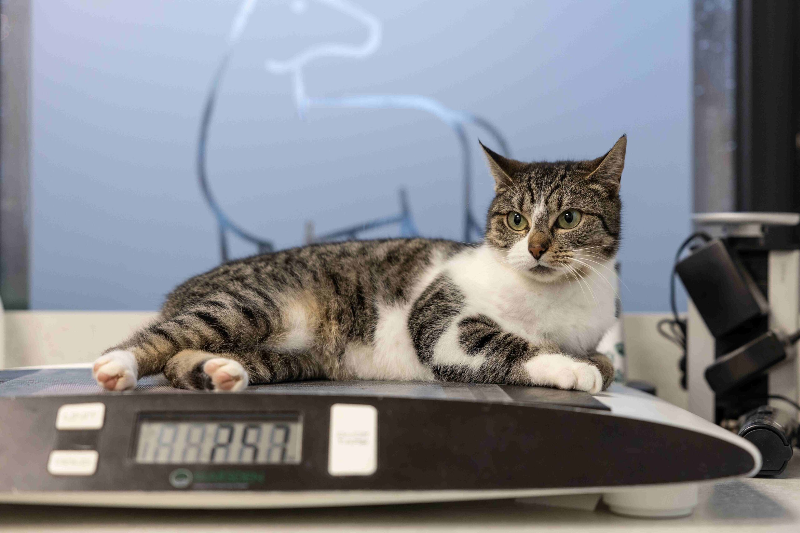 Dierenkliniek ijmondnoord_consultatie_wegen_kat_dierenarts_spreekkamer